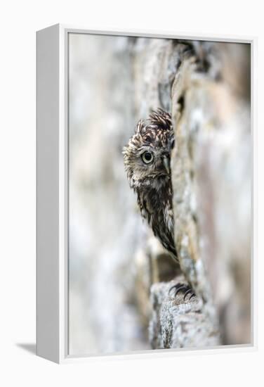 Little Owl (Athene Noctua) Perched in Stone Barn, Captive, United Kingdom, Europe-Ann & Steve Toon-Framed Premier Image Canvas