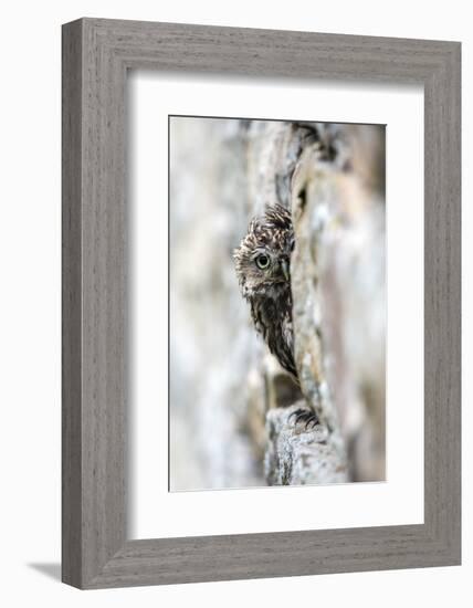 Little Owl (Athene Noctua) Perched in Stone Barn, Captive, United Kingdom, Europe-Ann & Steve Toon-Framed Photographic Print