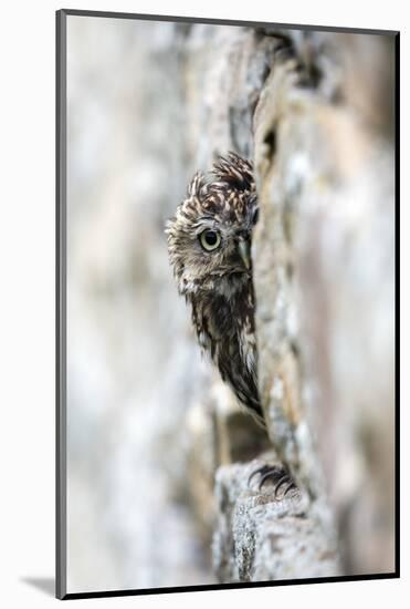 Little Owl (Athene Noctua) Perched in Stone Barn, Captive, United Kingdom, Europe-Ann & Steve Toon-Mounted Photographic Print