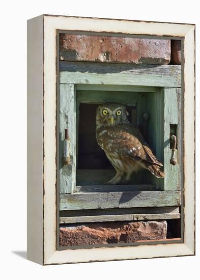 Little owl (Athene noctua) perched in wall. Danube Delta, Romania. May.-Loic Poidevin-Framed Premier Image Canvas