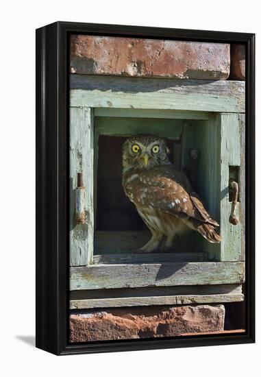 Little owl (Athene noctua) perched in wall. Danube Delta, Romania. May.-Loic Poidevin-Framed Premier Image Canvas