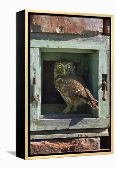 Little owl (Athene noctua) perched in wall. Danube Delta, Romania. May.-Loic Poidevin-Framed Premier Image Canvas