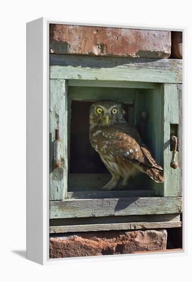 Little owl (Athene noctua) perched in wall. Danube Delta, Romania. May.-Loic Poidevin-Framed Premier Image Canvas