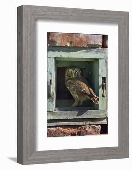 Little owl (Athene noctua) perched in wall. Danube Delta, Romania. May.-Loic Poidevin-Framed Photographic Print