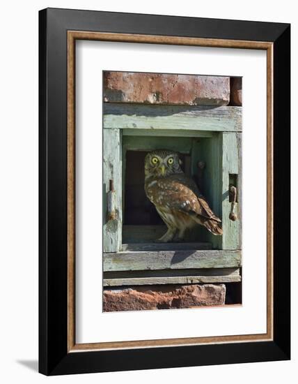 Little owl (Athene noctua) perched in wall. Danube Delta, Romania. May.-Loic Poidevin-Framed Photographic Print