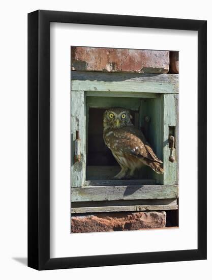 Little owl (Athene noctua) perched in wall. Danube Delta, Romania. May.-Loic Poidevin-Framed Photographic Print