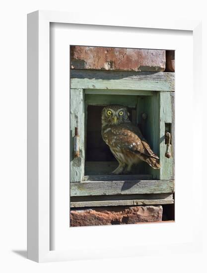 Little owl (Athene noctua) perched in wall. Danube Delta, Romania. May.-Loic Poidevin-Framed Photographic Print