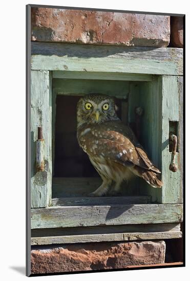 Little owl (Athene noctua) perched in wall. Danube Delta, Romania. May.-Loic Poidevin-Mounted Photographic Print
