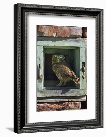 Little owl (Athene noctua) perched in wall. Danube Delta, Romania. May.-Loic Poidevin-Framed Photographic Print