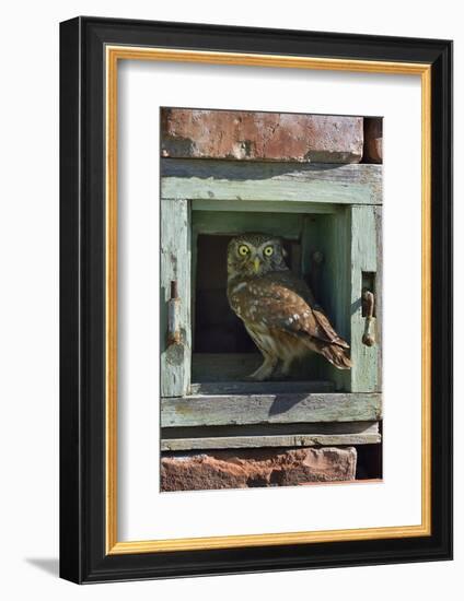 Little owl (Athene noctua) perched in wall. Danube Delta, Romania. May.-Loic Poidevin-Framed Photographic Print