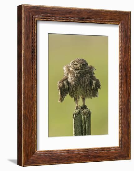 Little Owl (Athene Noctua) Perched On A Fence Post, Ruffling Its Feathers, Castro Verde-Roger Powell-Framed Photographic Print