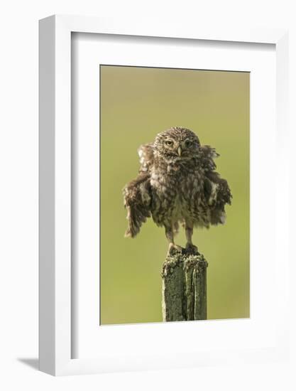 Little Owl (Athene Noctua) Perched On A Fence Post, Ruffling Its Feathers, Castro Verde-Roger Powell-Framed Photographic Print