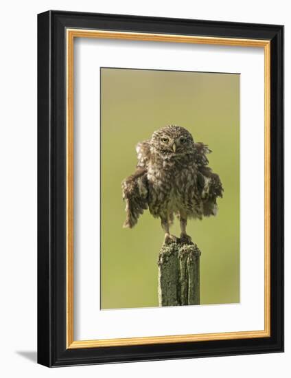 Little Owl (Athene Noctua) Perched On A Fence Post, Ruffling Its Feathers, Castro Verde-Roger Powell-Framed Photographic Print