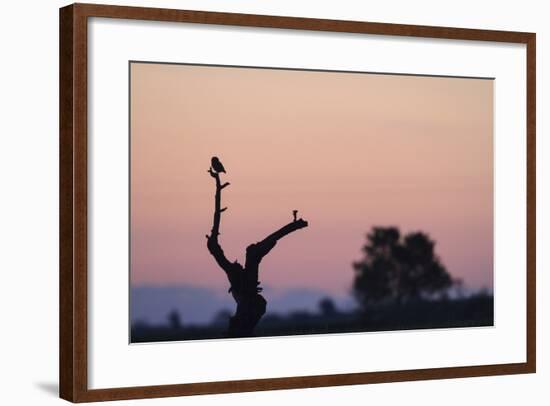 Little Owl (Athene Noctua) Perched On Small Tree. Lleida Province. Catalonia. Spain-Oscar Dominguez-Framed Photographic Print