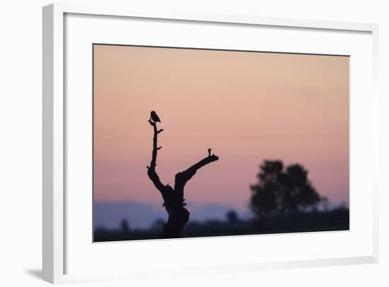 Little Owl (Athene Noctua) Perched On Small Tree. Lleida Province. Catalonia. Spain-Oscar Dominguez-Framed Photographic Print