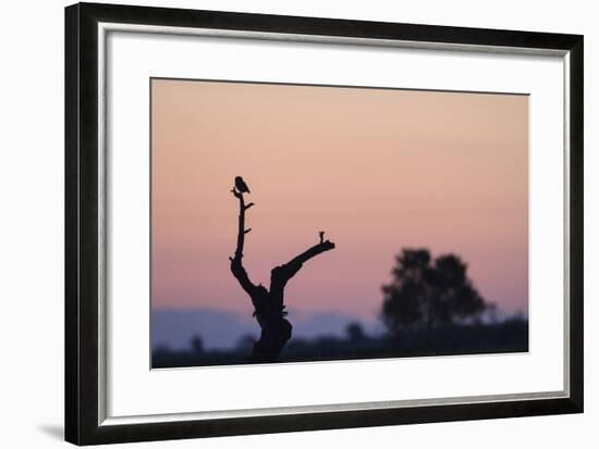 Little Owl (Athene Noctua) Perched On Small Tree. Lleida Province. Catalonia. Spain-Oscar Dominguez-Framed Photographic Print