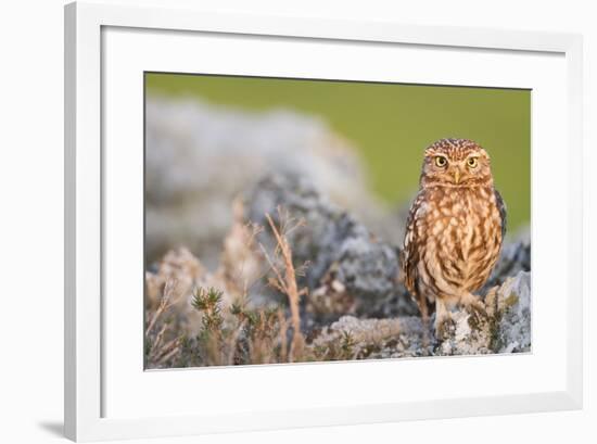 Little Owl (Athene Noctua) Perched On Stones. Lleida Province. Catalonia. Spain-Oscar Dominguez-Framed Photographic Print