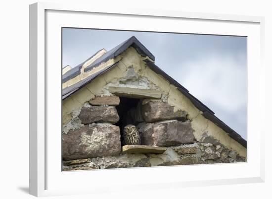 Little Owl (Athene Noctua) Roosting in Stone Field Barn, Peak District National Park, Derbyshire Uk-Alex Hyde-Framed Photographic Print