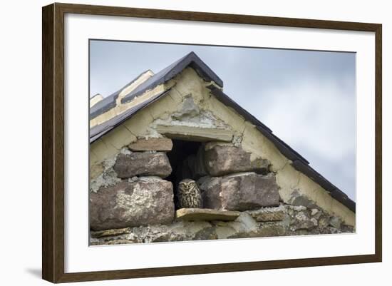 Little Owl (Athene Noctua) Roosting in Stone Field Barn, Peak District National Park, Derbyshire Uk-Alex Hyde-Framed Photographic Print