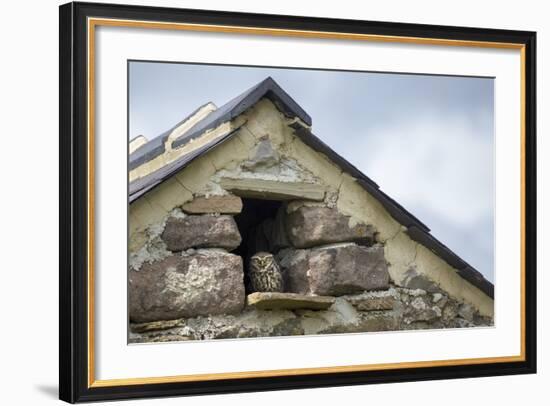 Little Owl (Athene Noctua) Roosting in Stone Field Barn, Peak District National Park, Derbyshire Uk-Alex Hyde-Framed Photographic Print