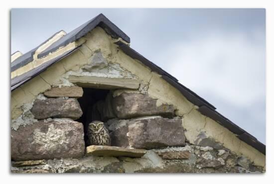 Little Owl Athene Noctua Roosting In Stone Field Barn Peak