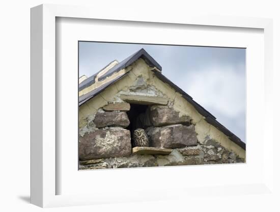 Little Owl (Athene Noctua) Roosting in Stone Field Barn, Peak District National Park, Derbyshire Uk-Alex Hyde-Framed Photographic Print