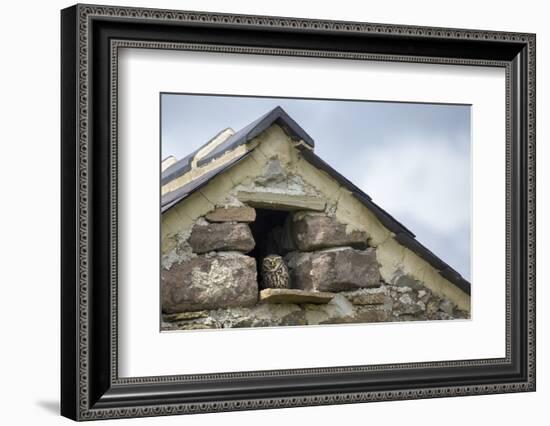 Little Owl (Athene Noctua) Roosting in Stone Field Barn, Peak District National Park, Derbyshire Uk-Alex Hyde-Framed Photographic Print