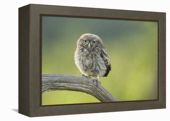 Little Owl (Athene Noctua), Yorkshire, England, United Kingdom, Europe-Kevin Morgans-Framed Premier Image Canvas