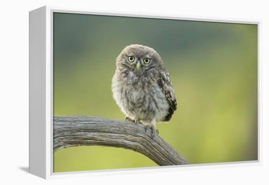 Little Owl (Athene Noctua), Yorkshire, England, United Kingdom, Europe-Kevin Morgans-Framed Premier Image Canvas