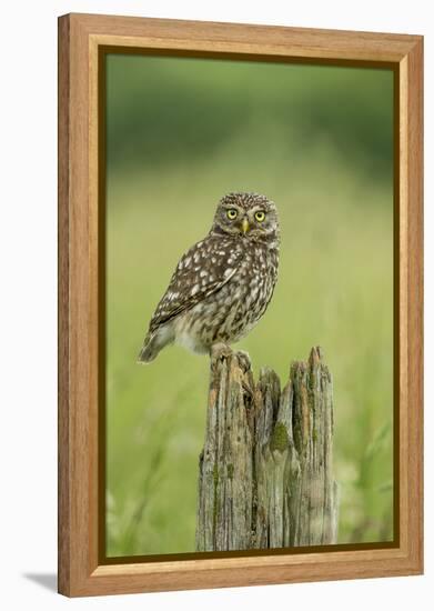 Little Owl (Athene Noctua), Yorkshire, England, United Kingdom, Europe-Kevin Morgans-Framed Premier Image Canvas