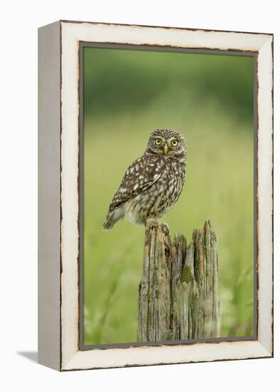 Little Owl (Athene Noctua), Yorkshire, England, United Kingdom, Europe-Kevin Morgans-Framed Premier Image Canvas