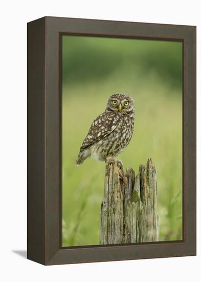 Little Owl (Athene Noctua), Yorkshire, England, United Kingdom, Europe-Kevin Morgans-Framed Premier Image Canvas