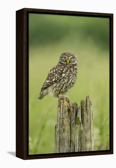 Little Owl (Athene Noctua), Yorkshire, England, United Kingdom, Europe-Kevin Morgans-Framed Premier Image Canvas