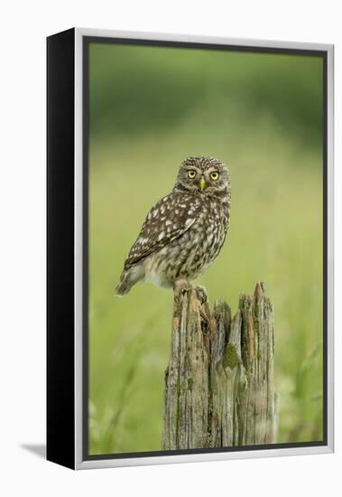 Little Owl (Athene Noctua), Yorkshire, England, United Kingdom, Europe-Kevin Morgans-Framed Premier Image Canvas