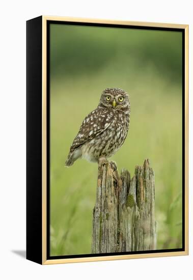 Little Owl (Athene Noctua), Yorkshire, England, United Kingdom, Europe-Kevin Morgans-Framed Premier Image Canvas