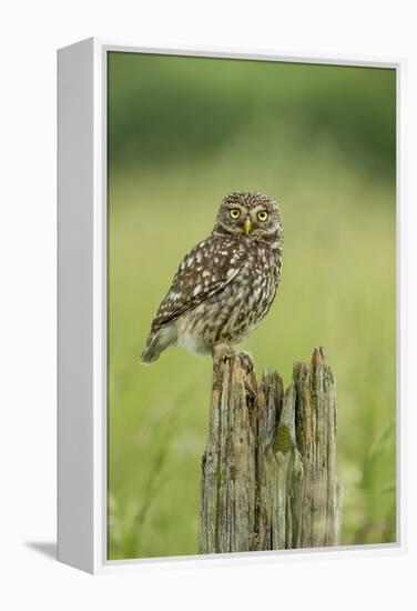 Little Owl (Athene Noctua), Yorkshire, England, United Kingdom, Europe-Kevin Morgans-Framed Premier Image Canvas