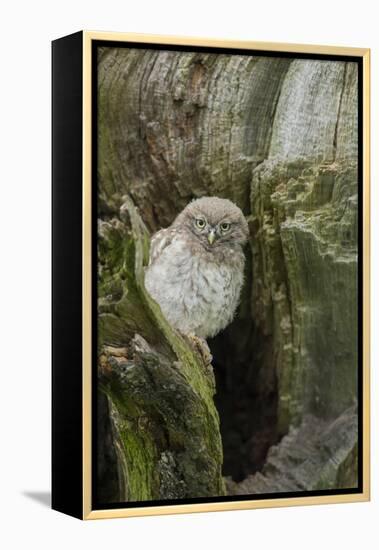 Little Owl (Athene Noctua), Yorkshire, England, United Kingdom, Europe-Kevin Morgans-Framed Premier Image Canvas
