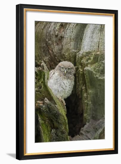 Little Owl (Athene Noctua), Yorkshire, England, United Kingdom, Europe-Kevin Morgans-Framed Photographic Print