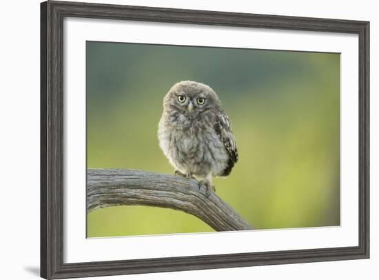 Little Owl (Athene Noctua), Yorkshire, England, United Kingdom, Europe-Kevin Morgans-Framed Photographic Print