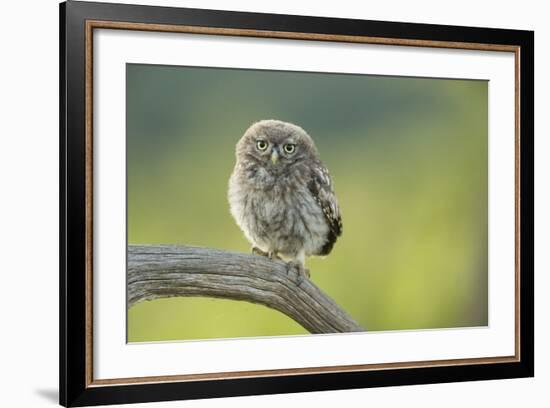 Little Owl (Athene Noctua), Yorkshire, England, United Kingdom, Europe-Kevin Morgans-Framed Photographic Print