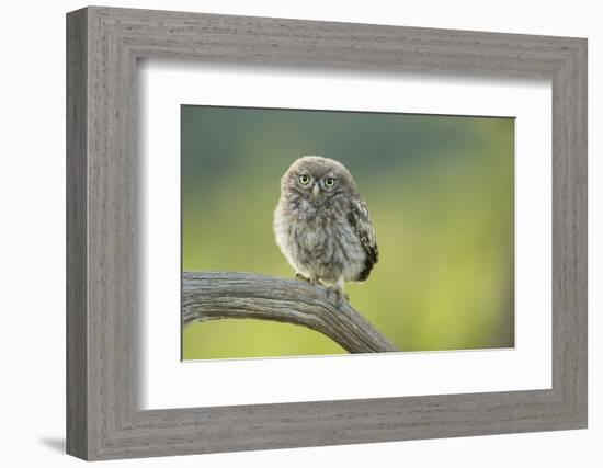 Little Owl (Athene Noctua), Yorkshire, England, United Kingdom, Europe-Kevin Morgans-Framed Photographic Print