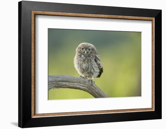 Little Owl (Athene Noctua), Yorkshire, England, United Kingdom, Europe-Kevin Morgans-Framed Photographic Print