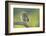 Little Owl (Athene Noctua), Yorkshire, England, United Kingdom, Europe-Kevin Morgans-Framed Photographic Print