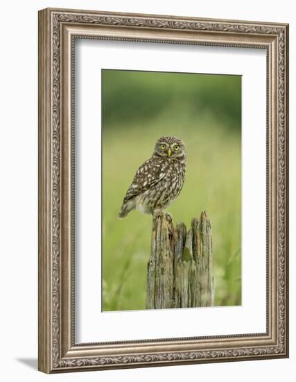 Little Owl (Athene Noctua), Yorkshire, England, United Kingdom, Europe-Kevin Morgans-Framed Photographic Print