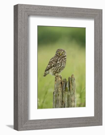 Little Owl (Athene Noctua), Yorkshire, England, United Kingdom, Europe-Kevin Morgans-Framed Photographic Print