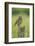 Little Owl (Athene Noctua), Yorkshire, England, United Kingdom, Europe-Kevin Morgans-Framed Photographic Print