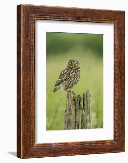 Little Owl (Athene Noctua), Yorkshire, England, United Kingdom, Europe-Kevin Morgans-Framed Photographic Print