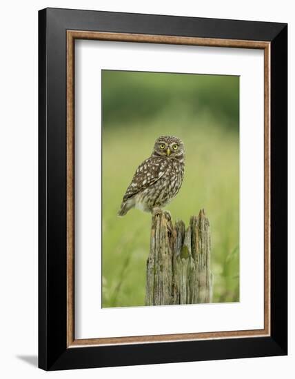 Little Owl (Athene Noctua), Yorkshire, England, United Kingdom, Europe-Kevin Morgans-Framed Photographic Print