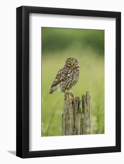 Little Owl (Athene Noctua), Yorkshire, England, United Kingdom, Europe-Kevin Morgans-Framed Photographic Print