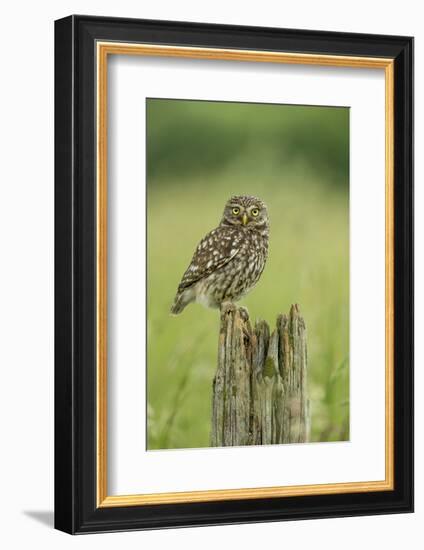 Little Owl (Athene Noctua), Yorkshire, England, United Kingdom, Europe-Kevin Morgans-Framed Photographic Print